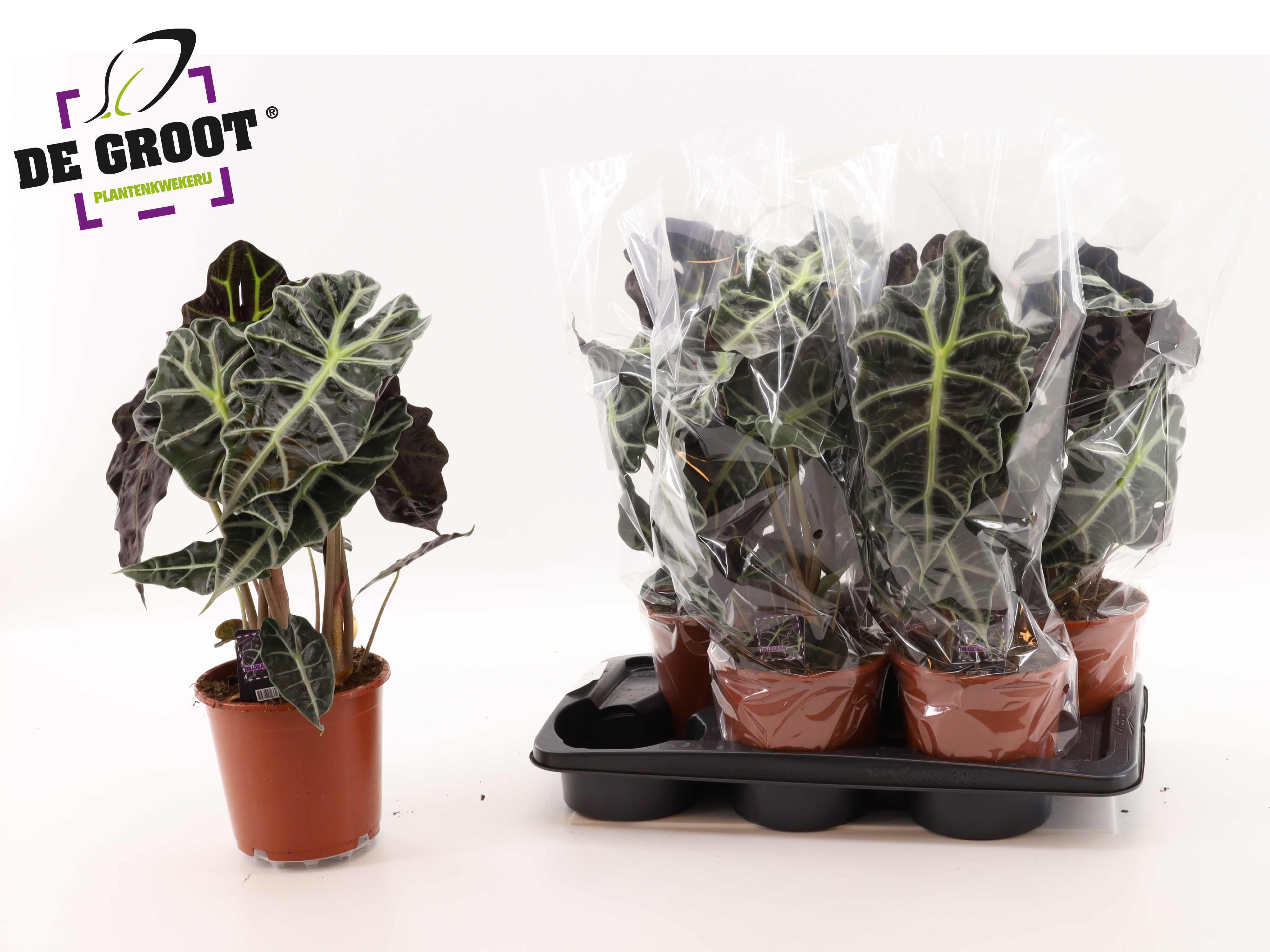 Aloc Polly 17P 50H 2stek