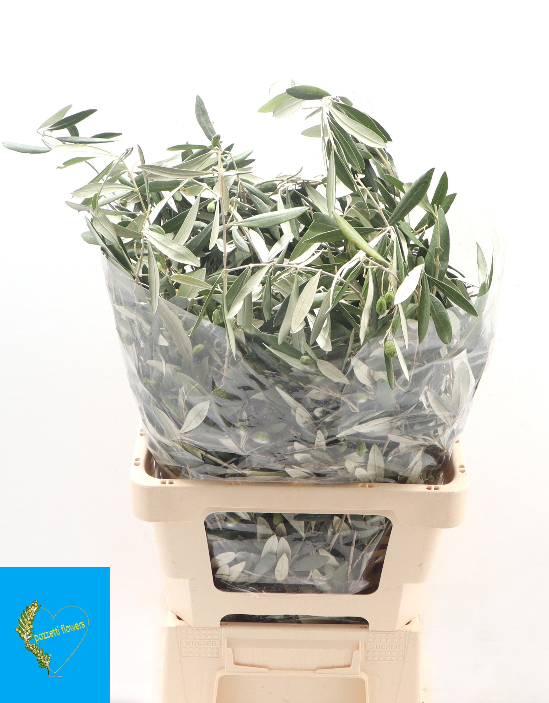 Olea Europaea Bs