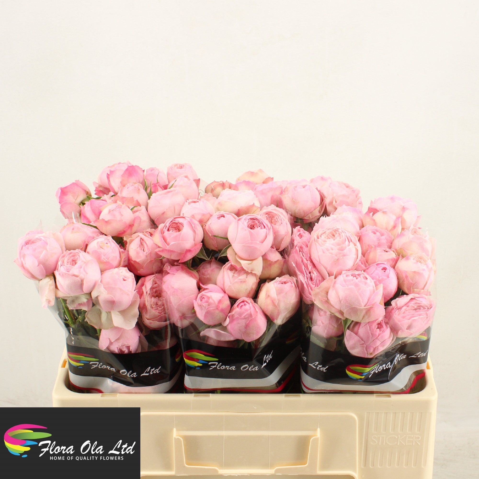 Rosa Spray Mansfi Pink Pa 50cm
