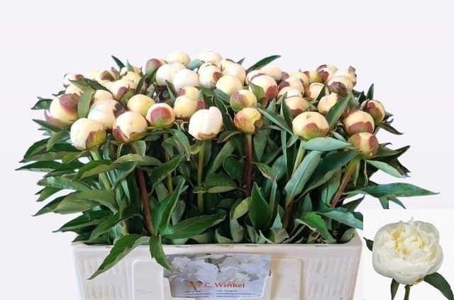 Paeonia Duchesse De Nemour 50cm