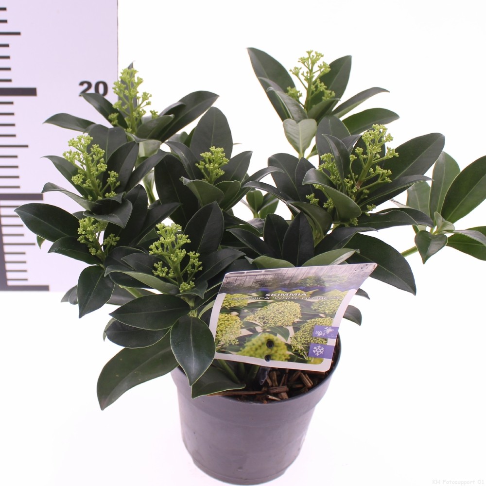 Picture of Skimmia jap. 'White Globe'
