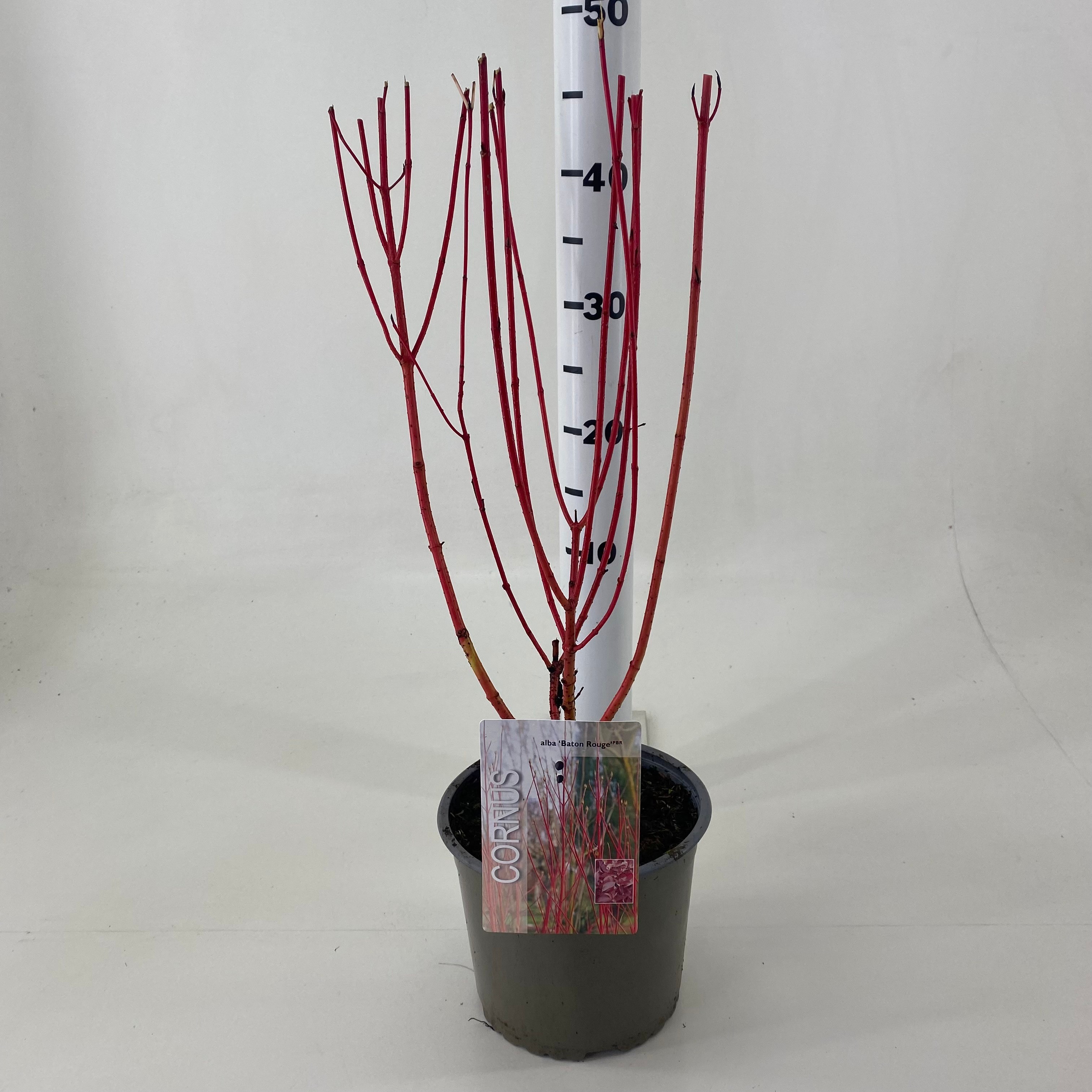 Picture of Cornus alba Baton Rouge ® P19 (3 Ltr)