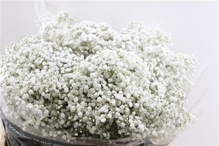 Gypsophila Xlence White 80cm 35gram