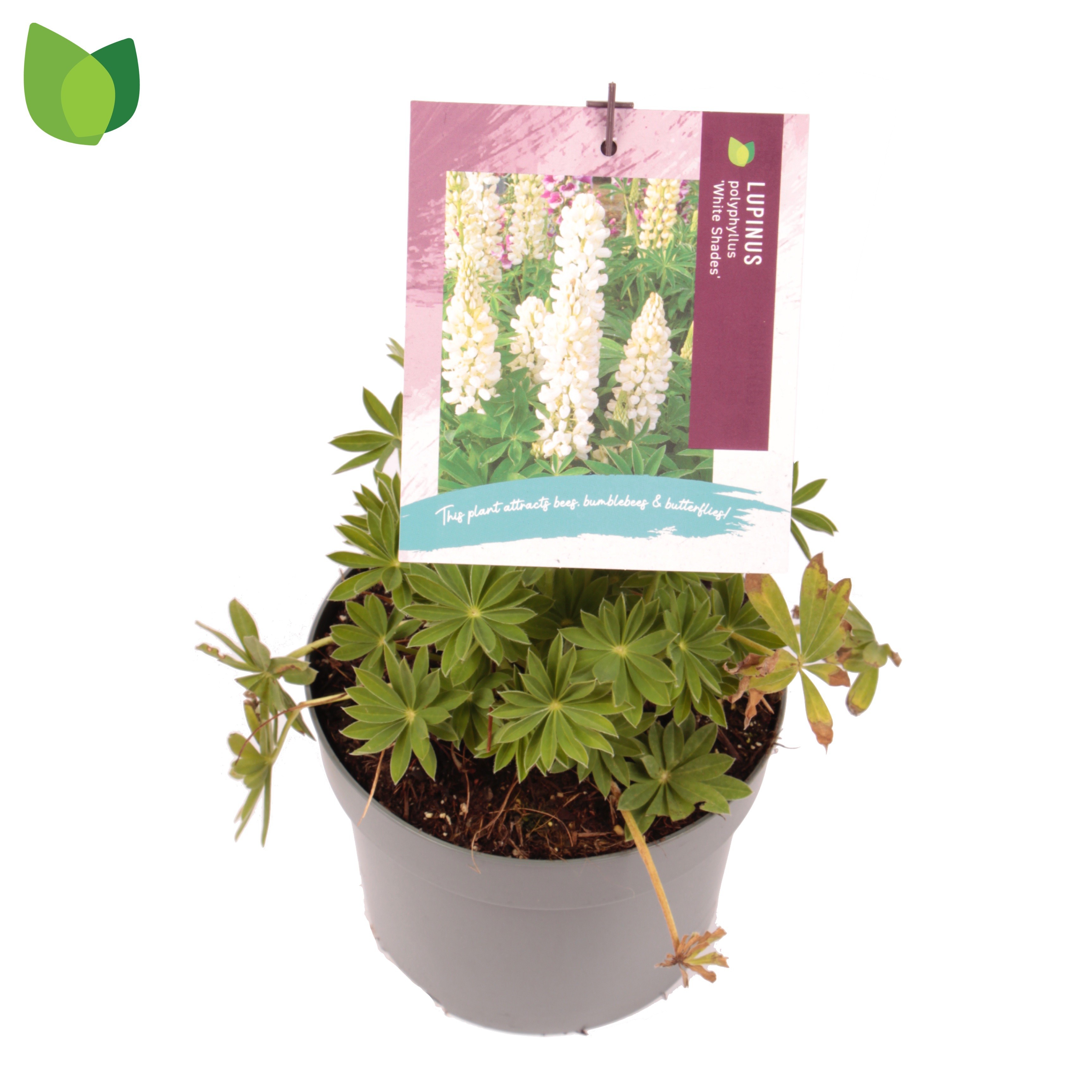 Lupinus polyphyllus 'Legendary White Shades'