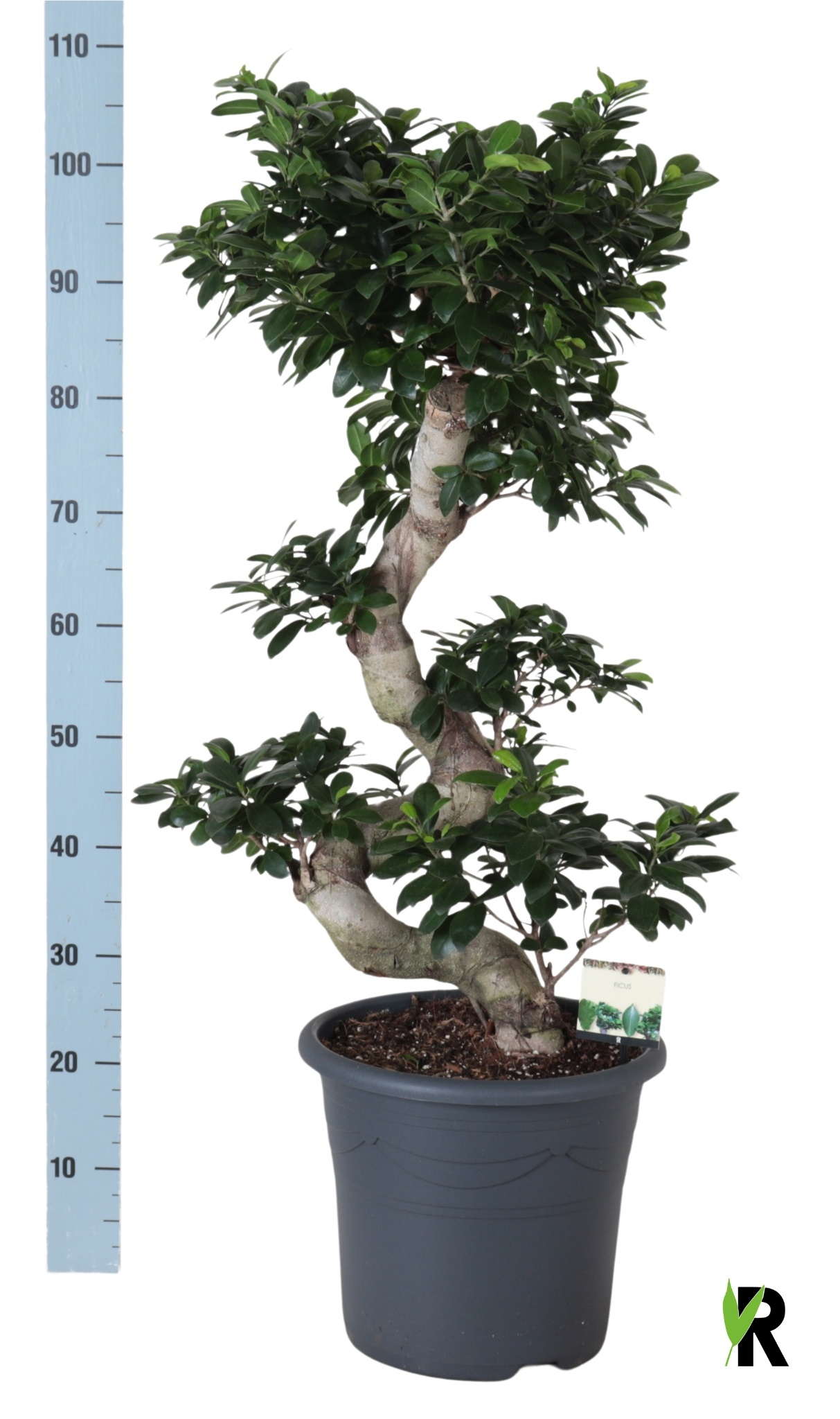 Fic Mi Ginseng 32Ø 110cm