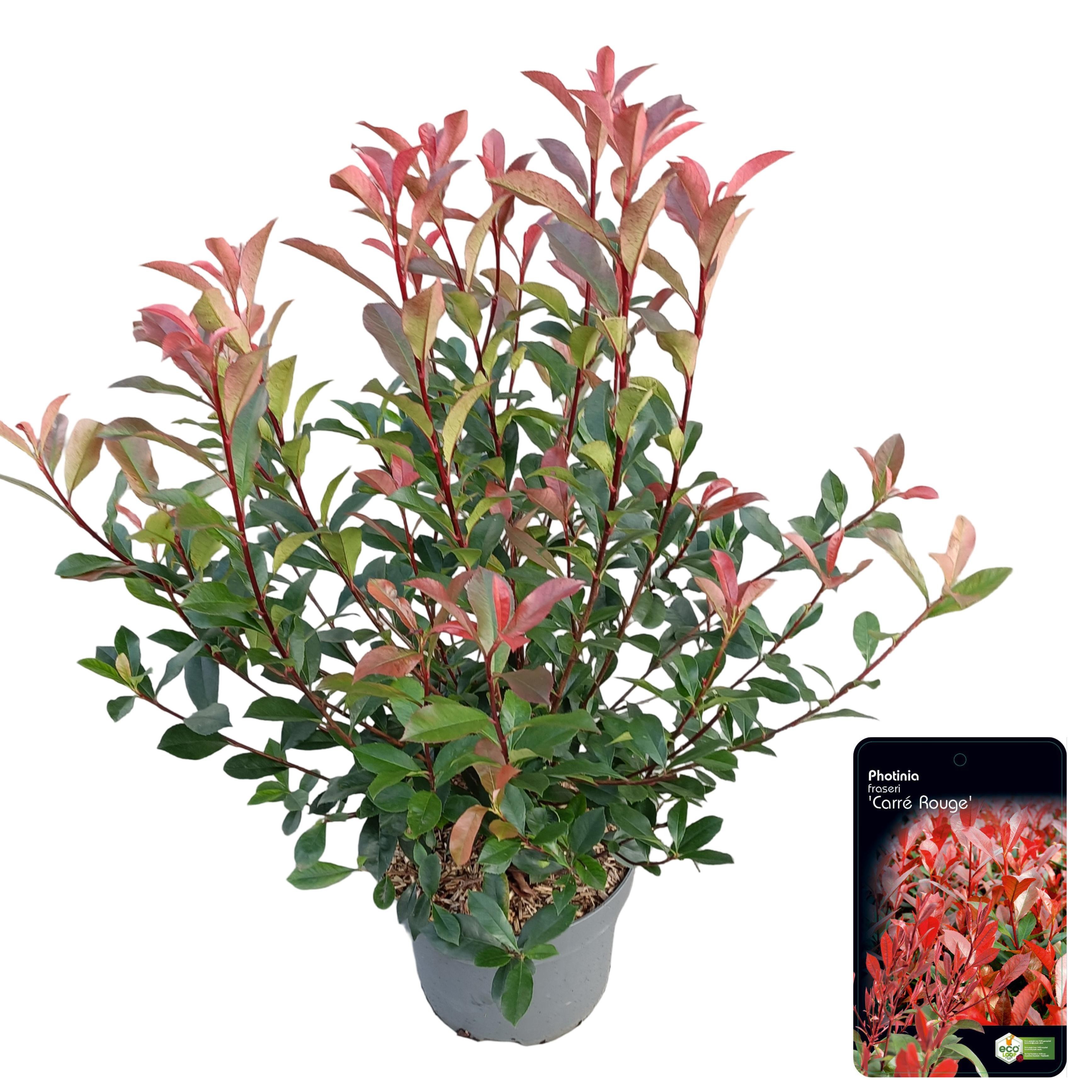 Picture of Photinia fraseri 'Carré Rouge' C10