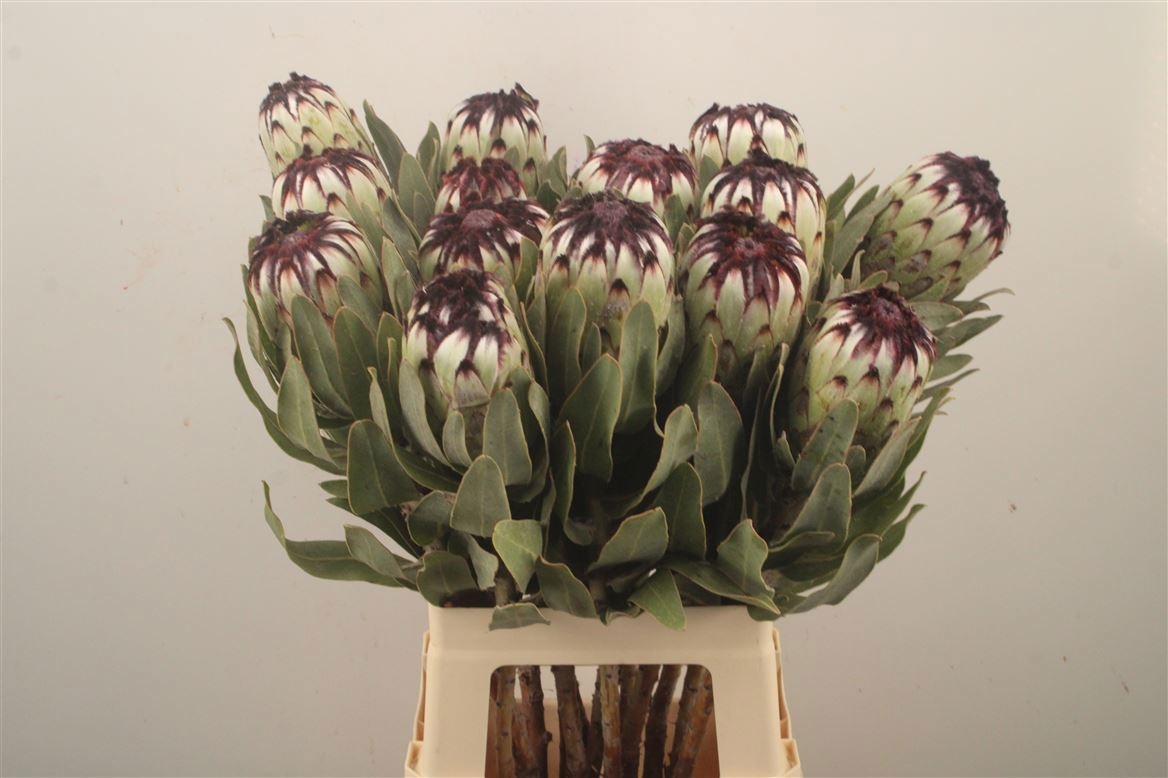 Protea Barb Niobe 70cm