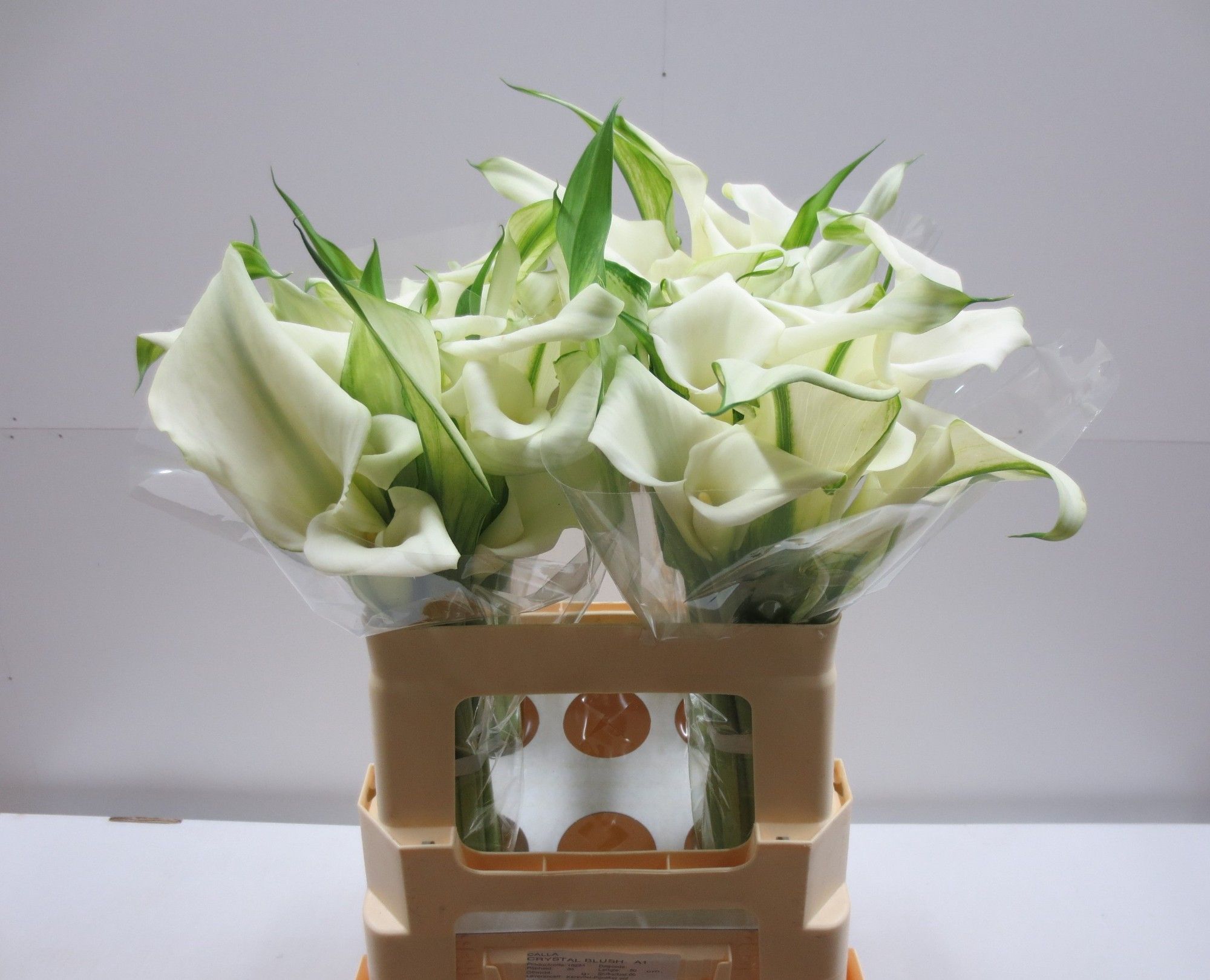 Calla Crystal Blush 55cm