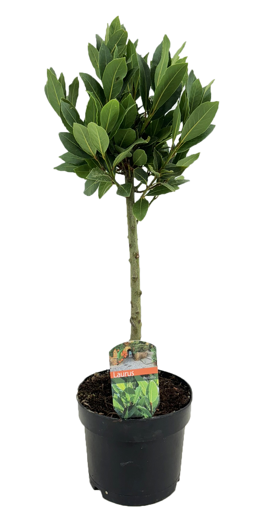 Picture of Laurus nobilis P17 (2 Ltr) 20cm std/20cm head