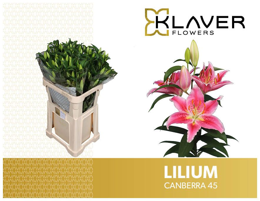 Li Or Canberra