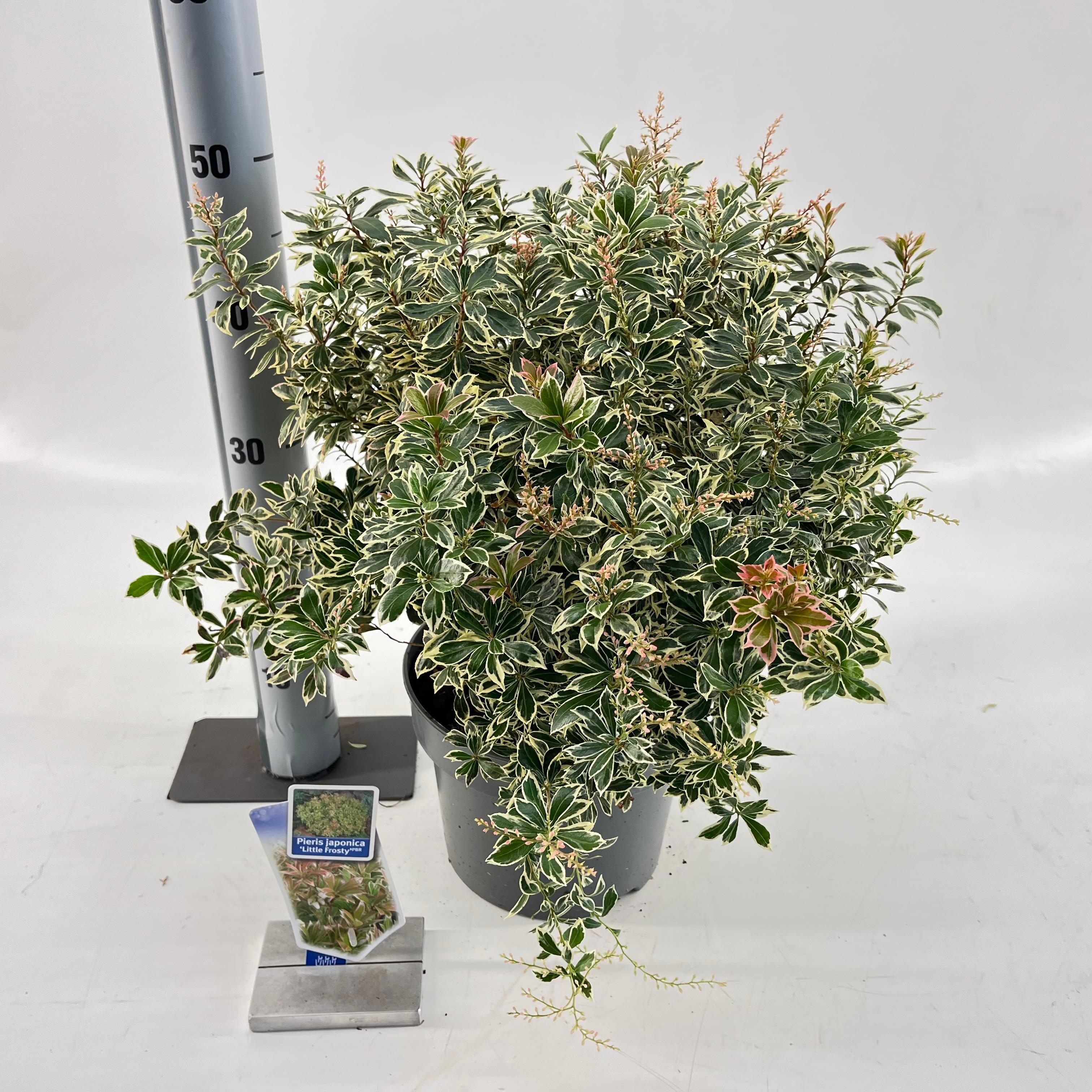 Picture of Pieris jap. ‘Little Frosty’ PBR