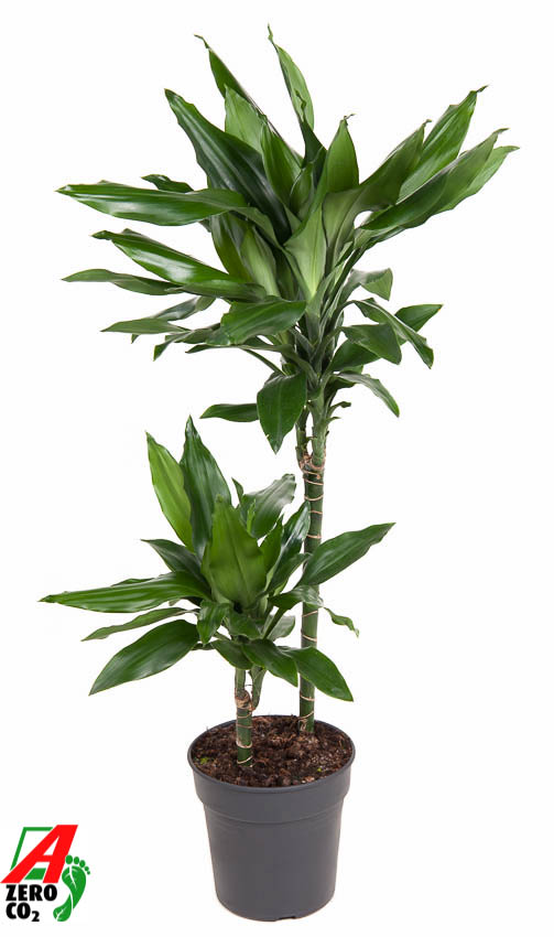 Picture of Dracaena Janet Lind 45-15 P19 100CM