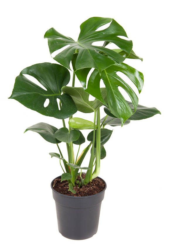 Picture of Monstera deliciosa bush P19 70CM