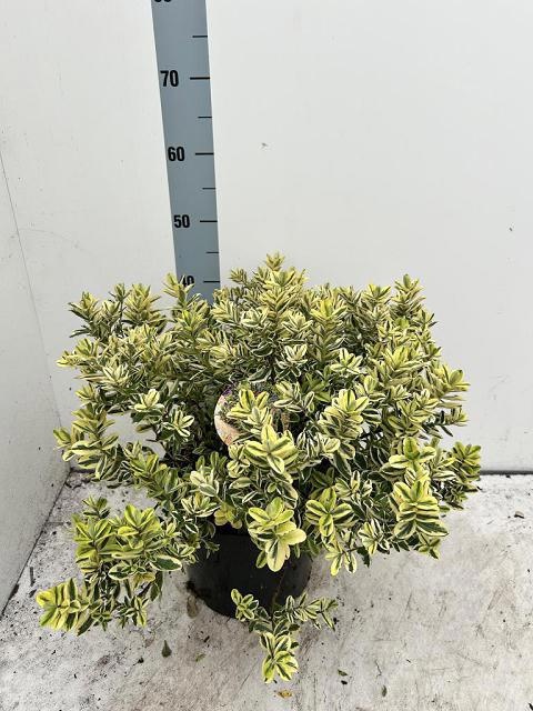 Hebe And Variegata 26P 50H