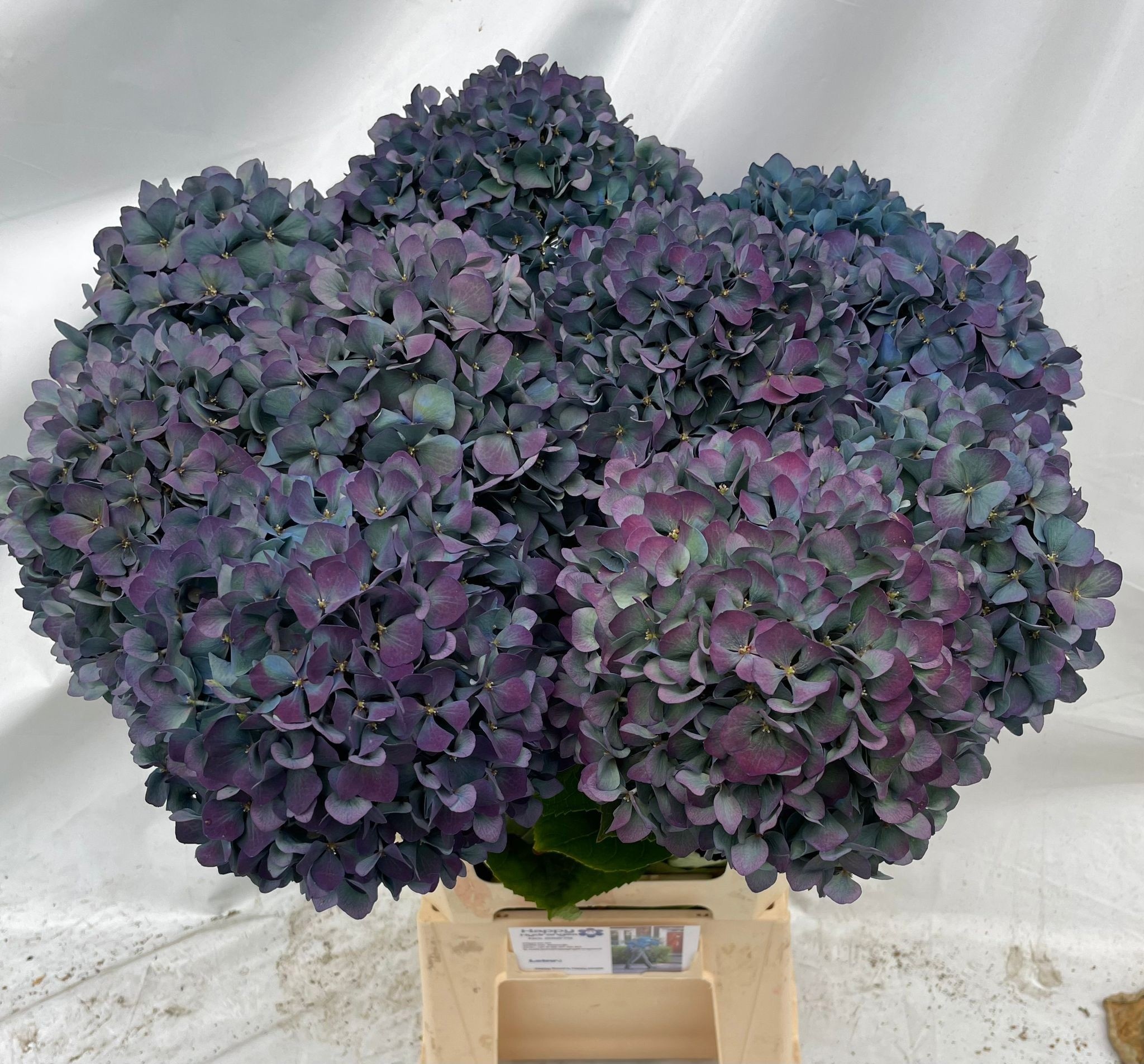 Hydrangea Pimpernel Classic 90cm 24Ø