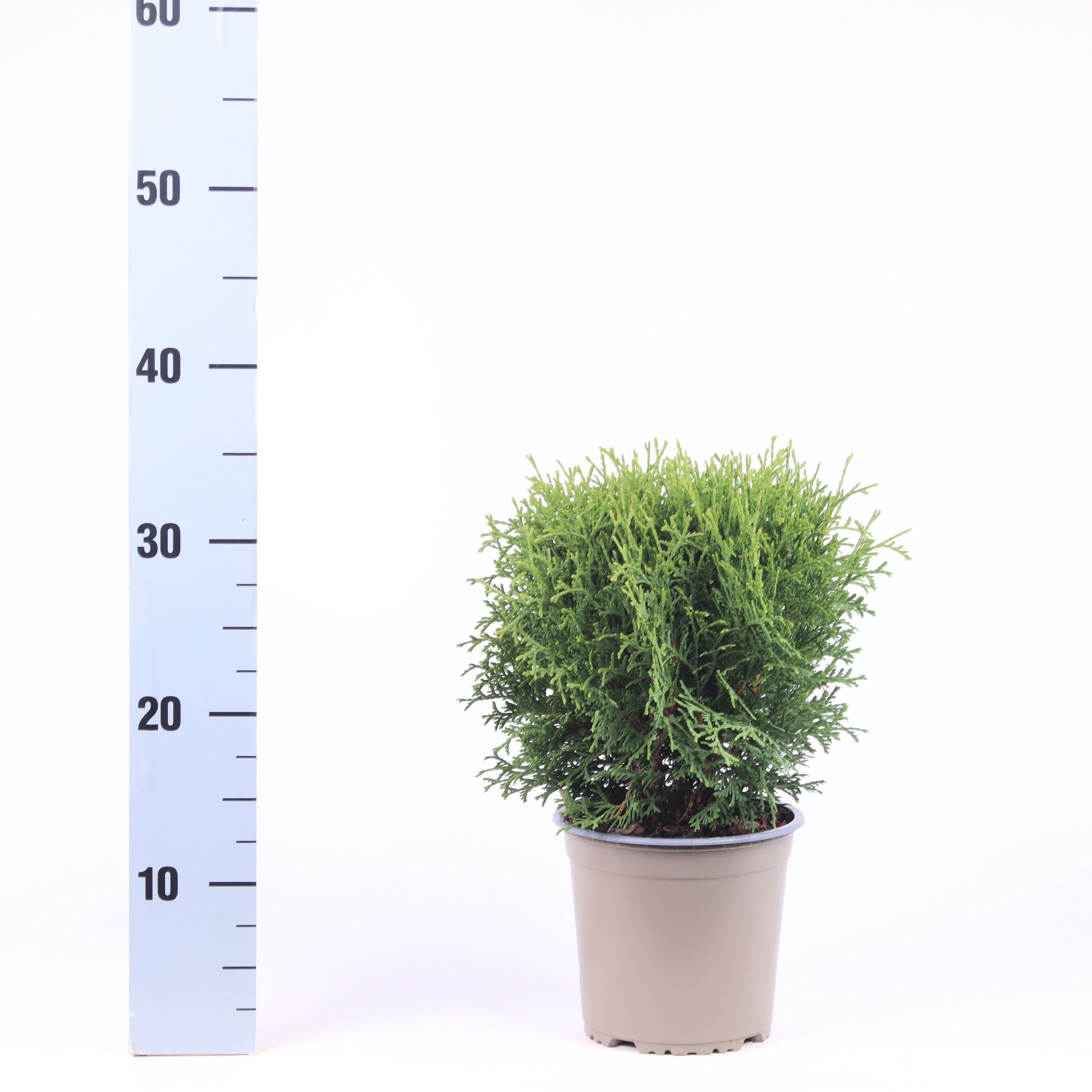 Thuja occidentalis 'Tiny Tim' | Hamiplant