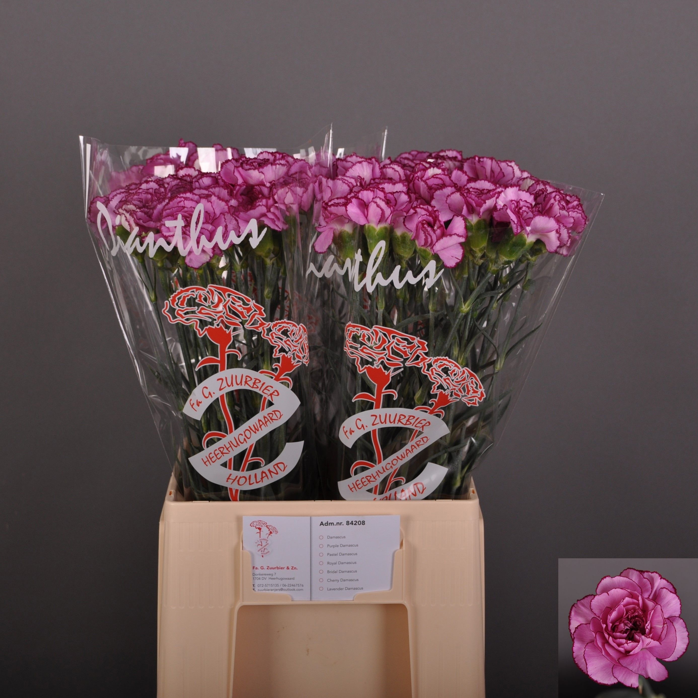 Dianthus St Royal Damascus 60cm
