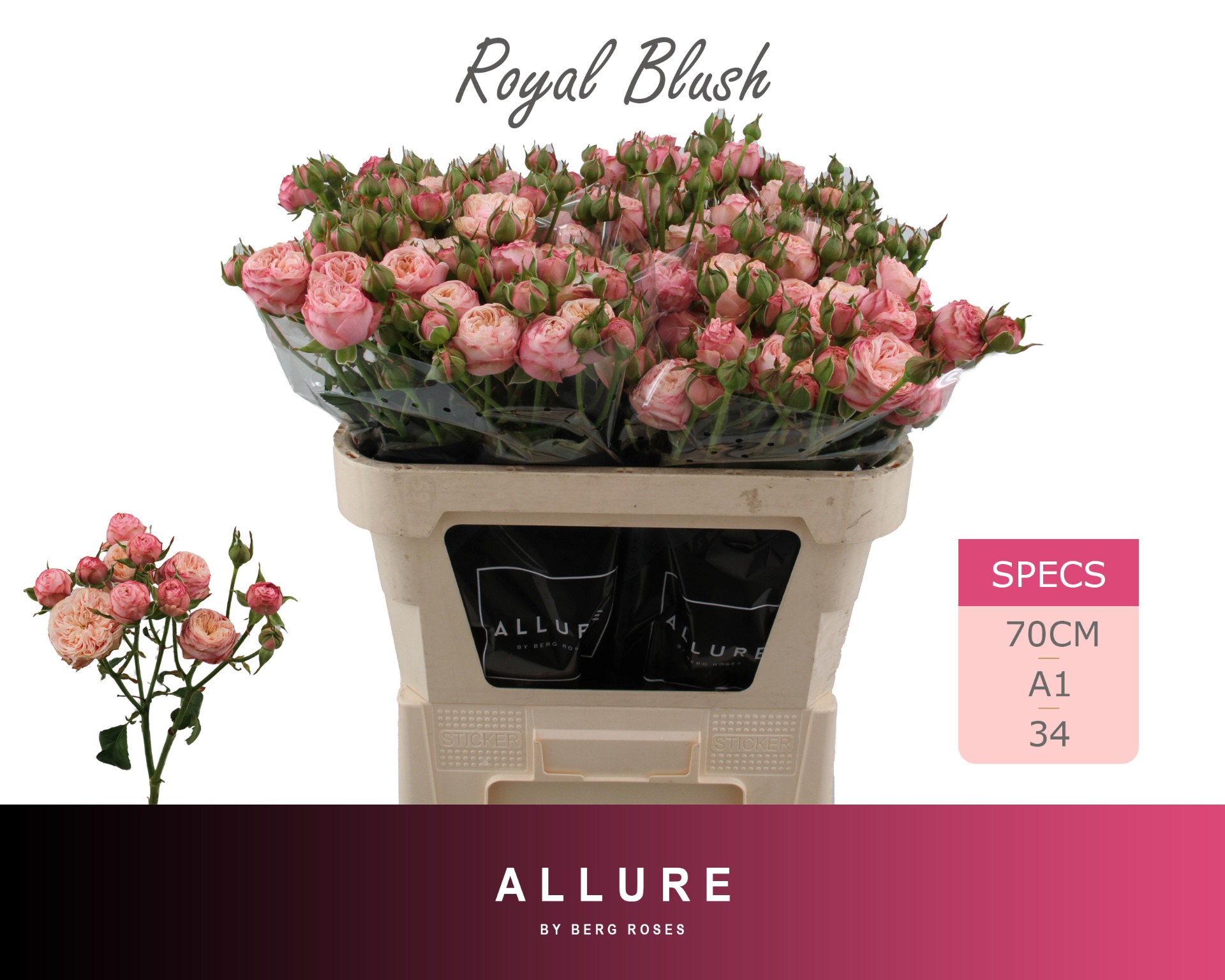 Rosa Spr Royal Blush 70cm