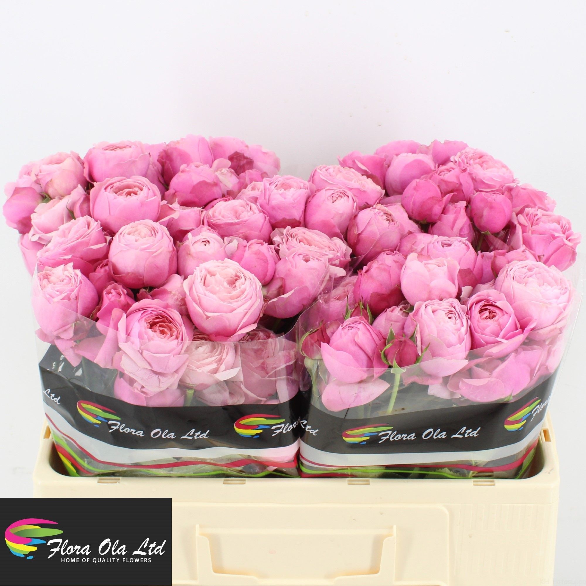 Rosa Spray Silva Pink 50cm