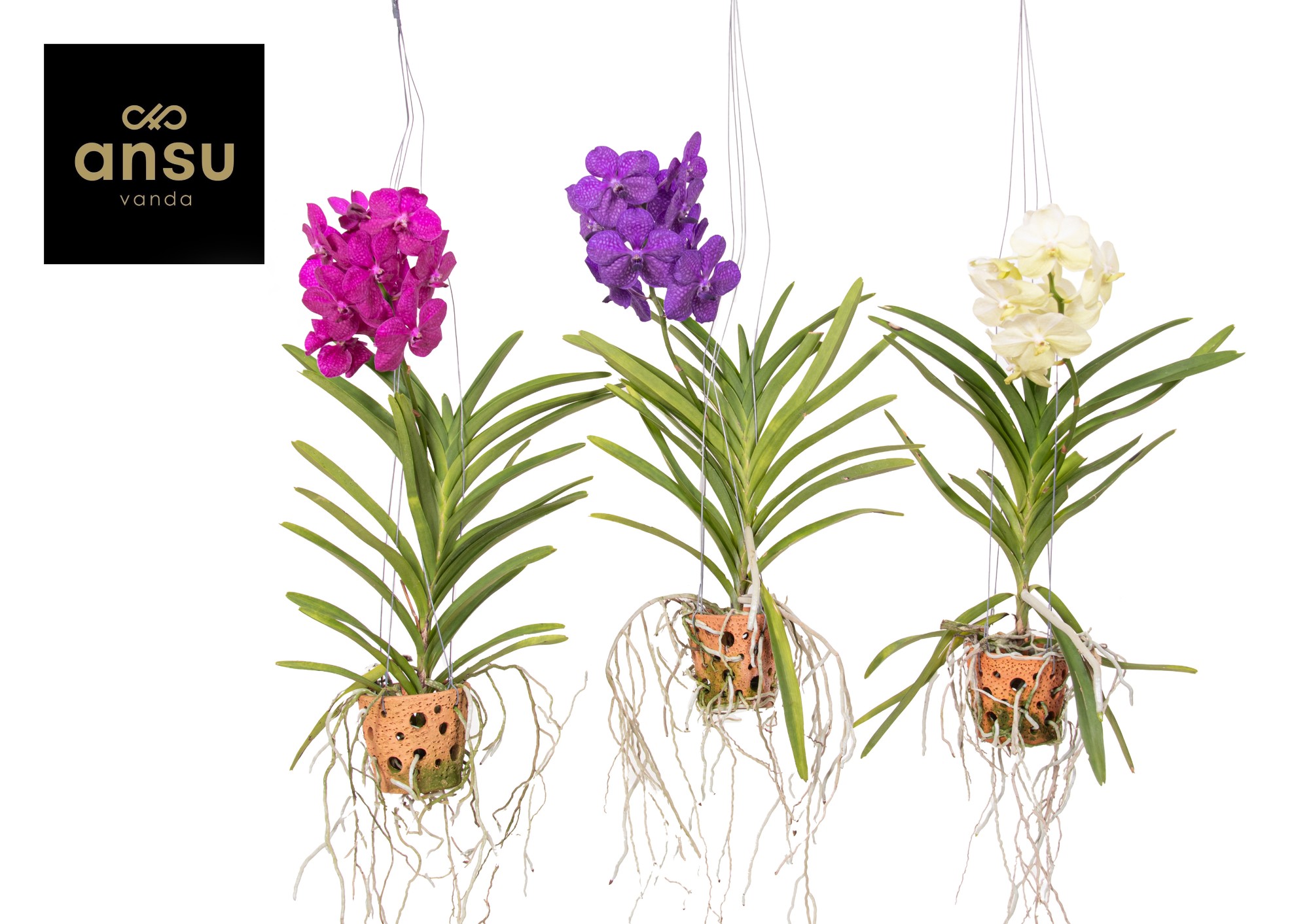 Picture of Vanda in Terracotta hang A2 Colour Mix P14 50CM