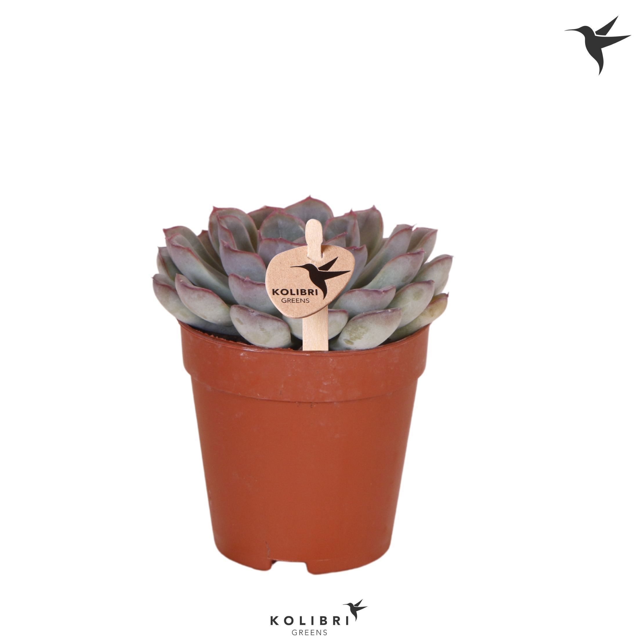 Echeveria Kolibri Greens Succulenten Echeveria Mystery