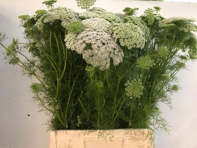 Ammi Vis Green Mist