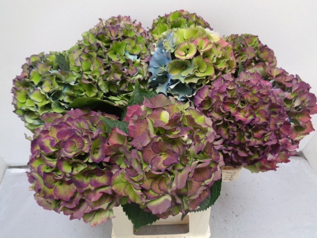 Hydrangea Royal Palace Classic 60cm 15Ø