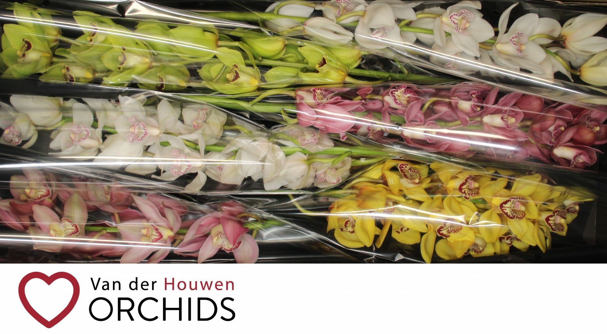 Cymbidium Asst 13bl