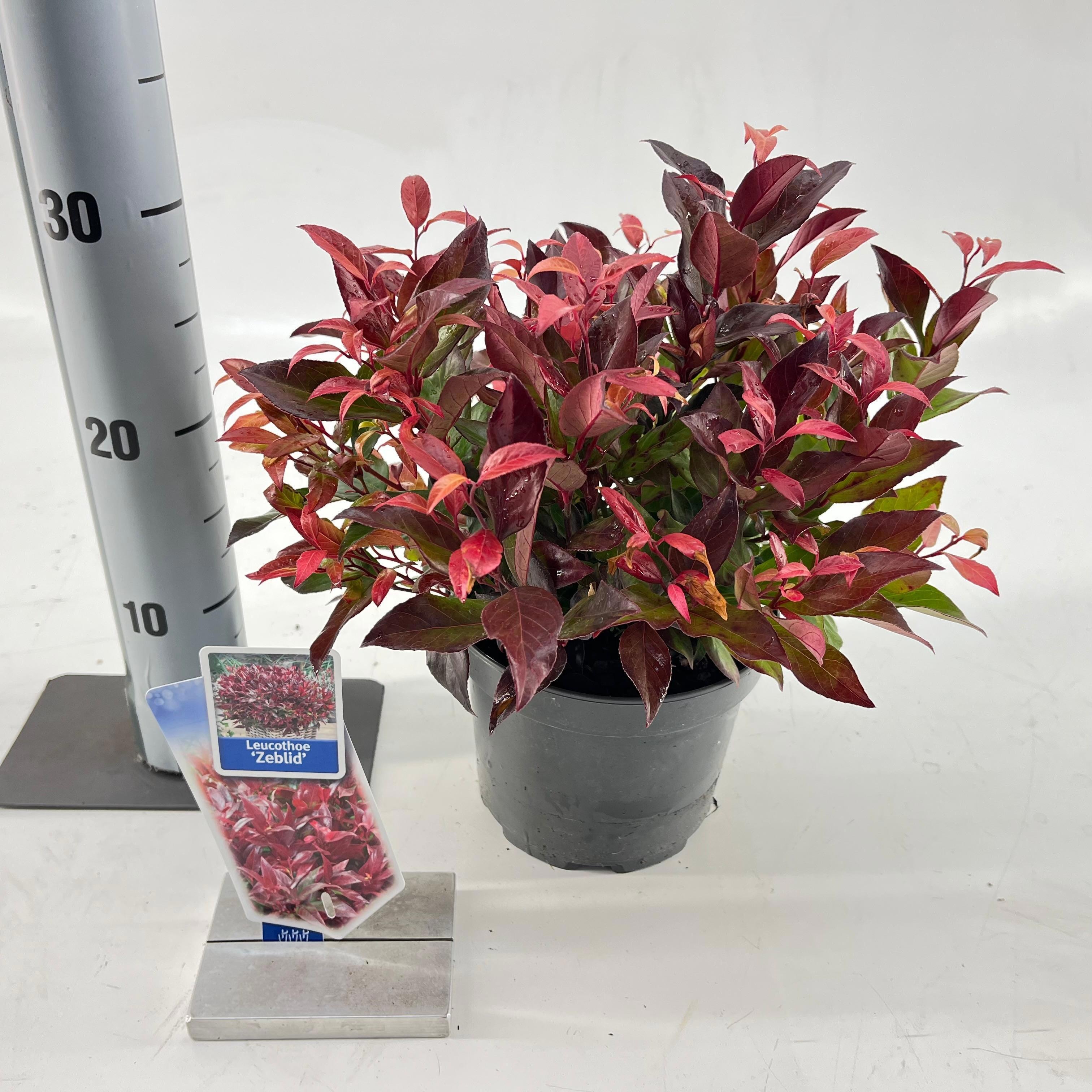 Picture of Leucothoe 'Zeblid'