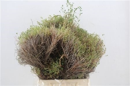 Euphorbia 50cm