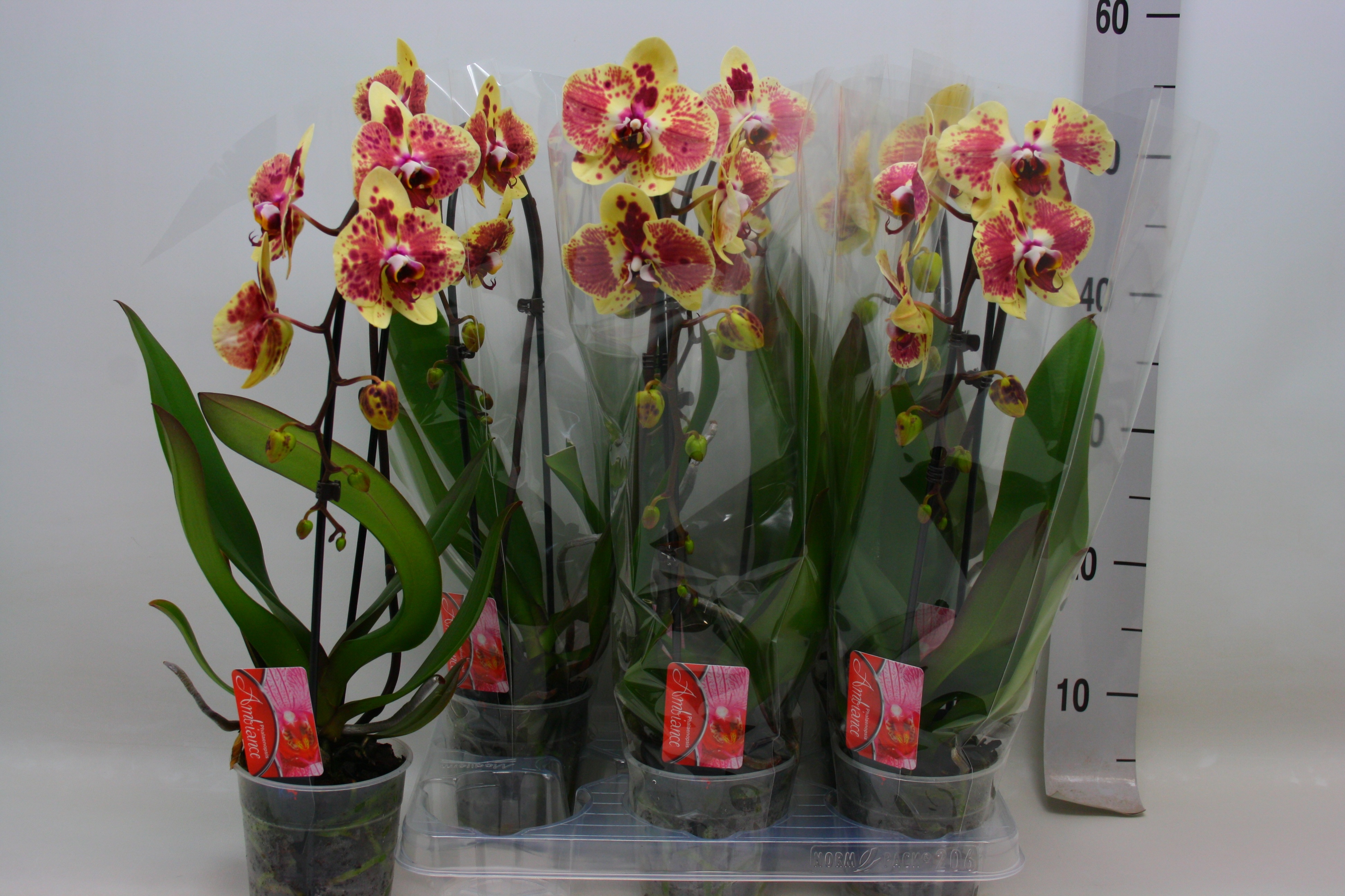 Phal El Cascade 12Ø 45cm