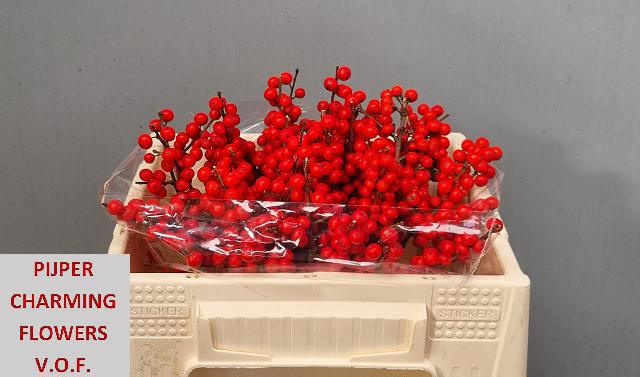 Ilex Verticlilata 30cm