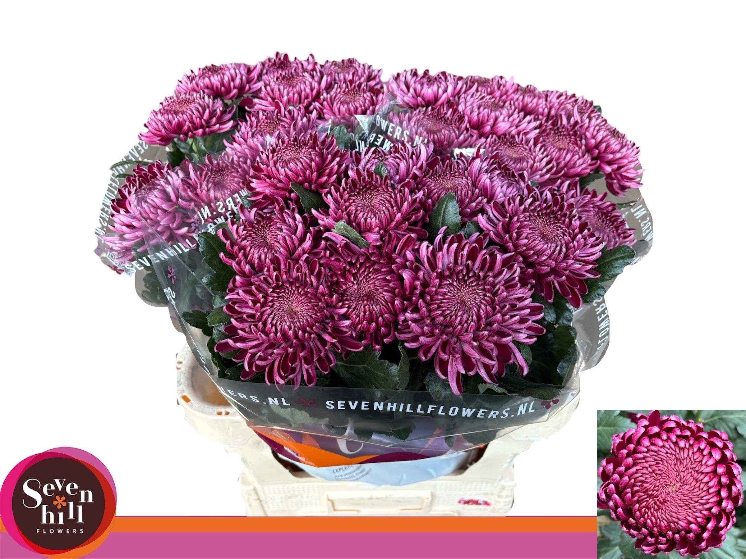 Chrys Single Bigoudi Purple 80cm 105gram