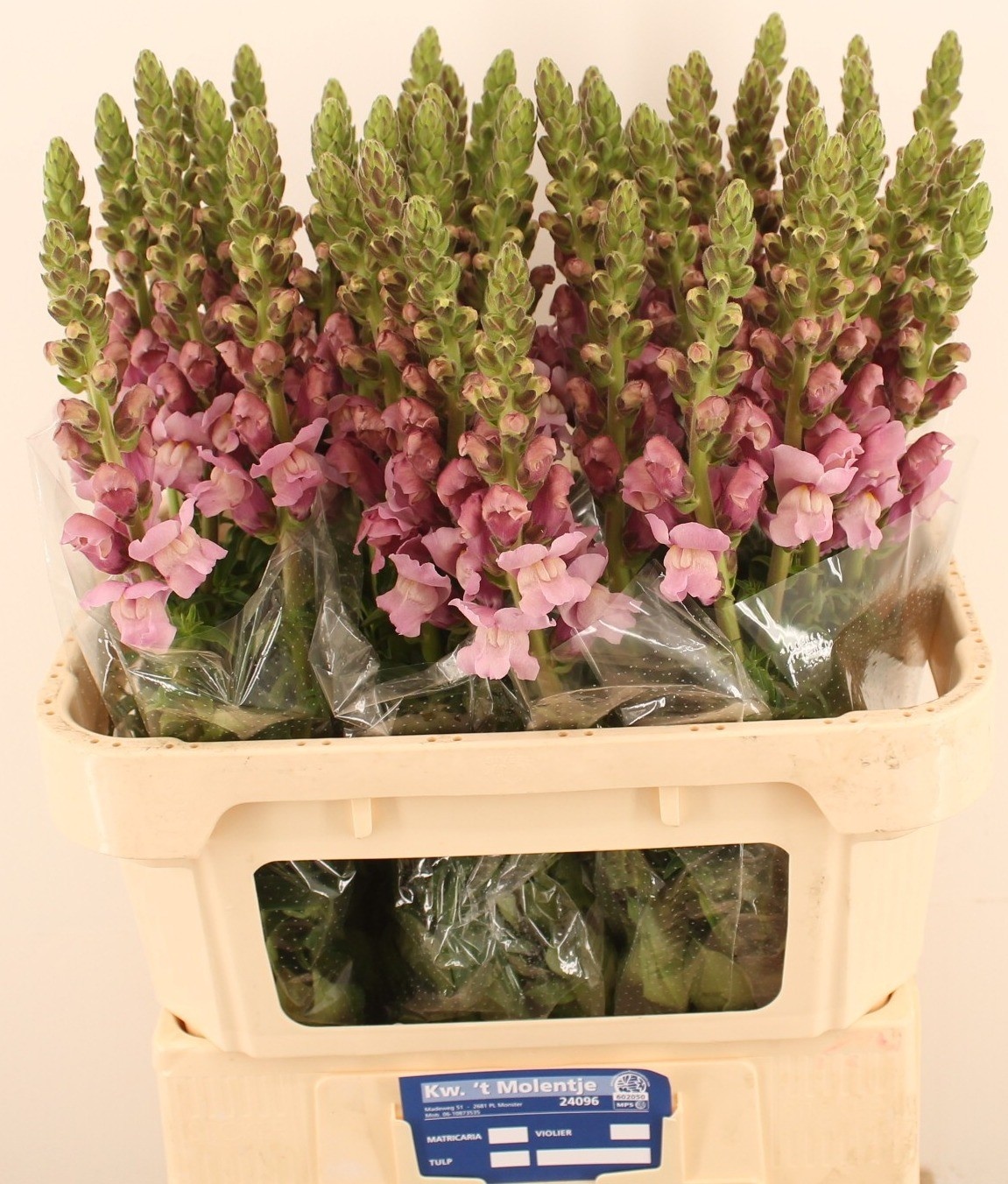 Antirrhinum Poto Lavender 80cm
