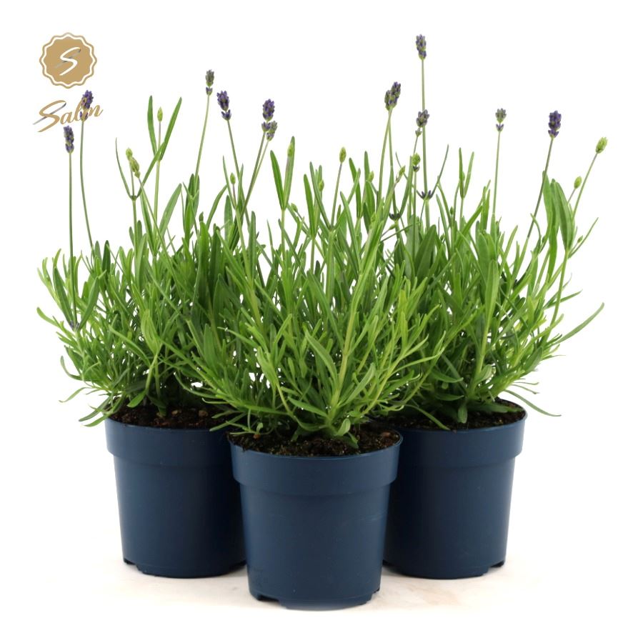 Picture of Lavandula ang. 'Felice'® Collection P10,5