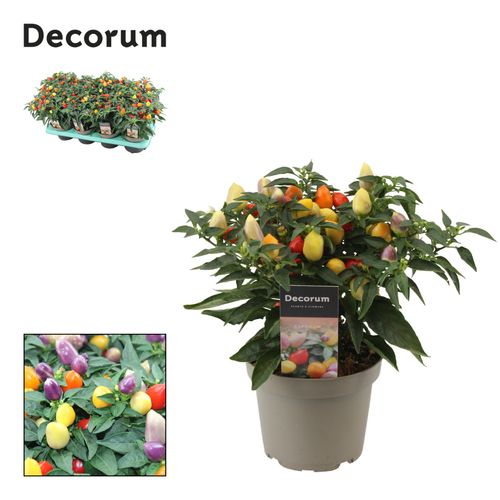 Capsicum Autumn Daylight P13 Berg