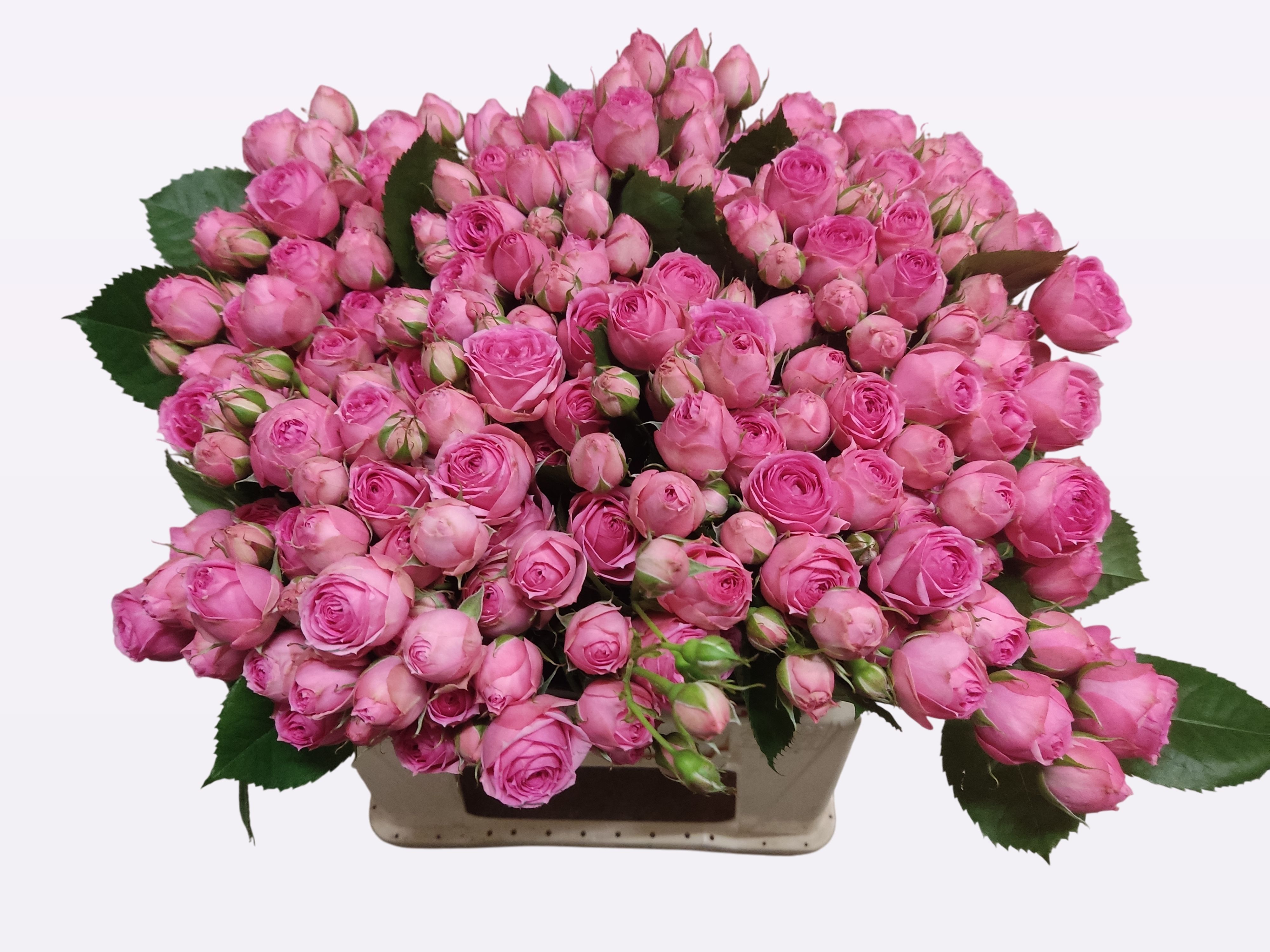 Rosa Spr Super Sensation 40cm
