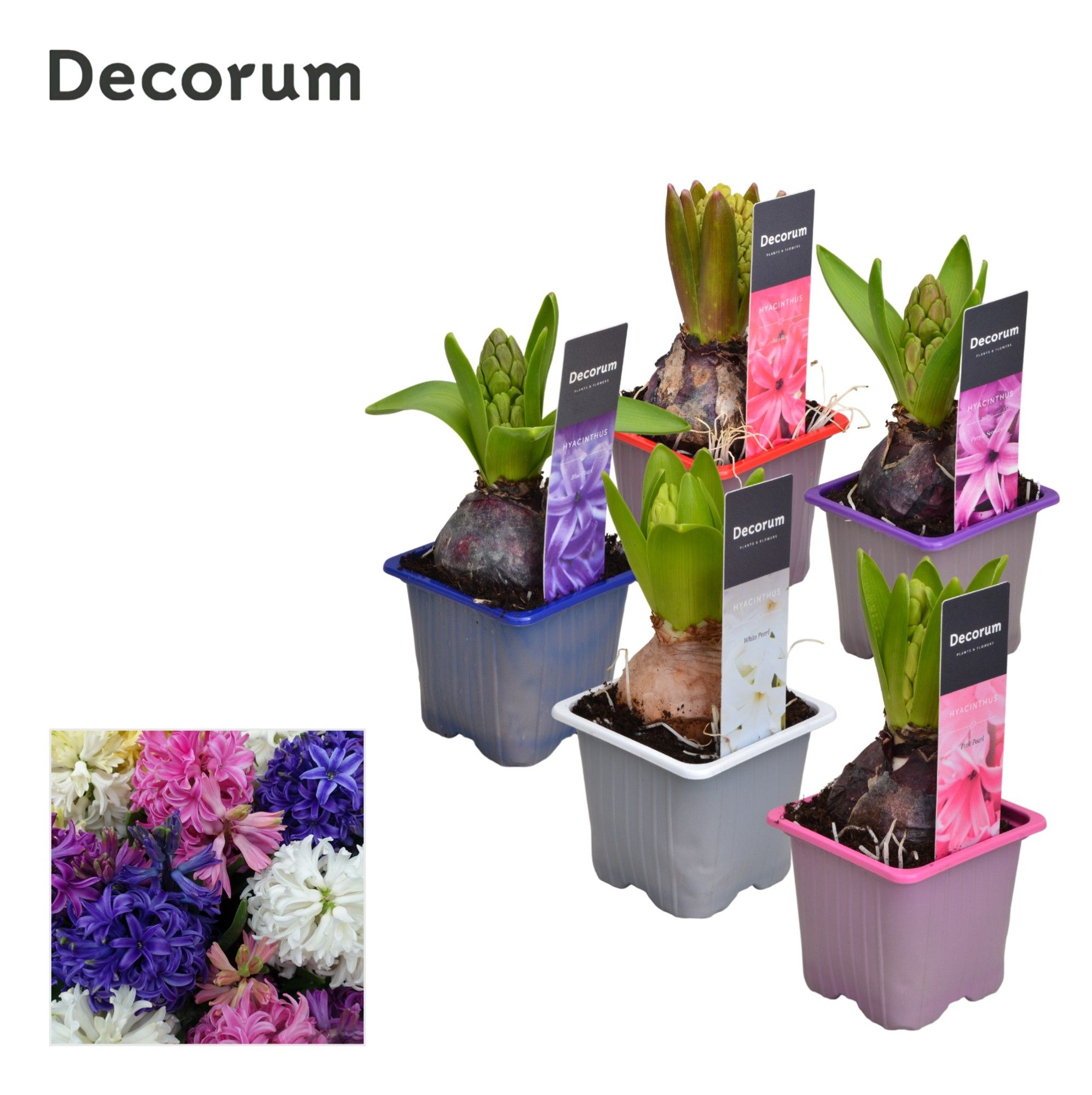 Hyacinth Gemengd