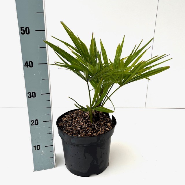 Picture of Trachycarpus fortunei C5 40/50