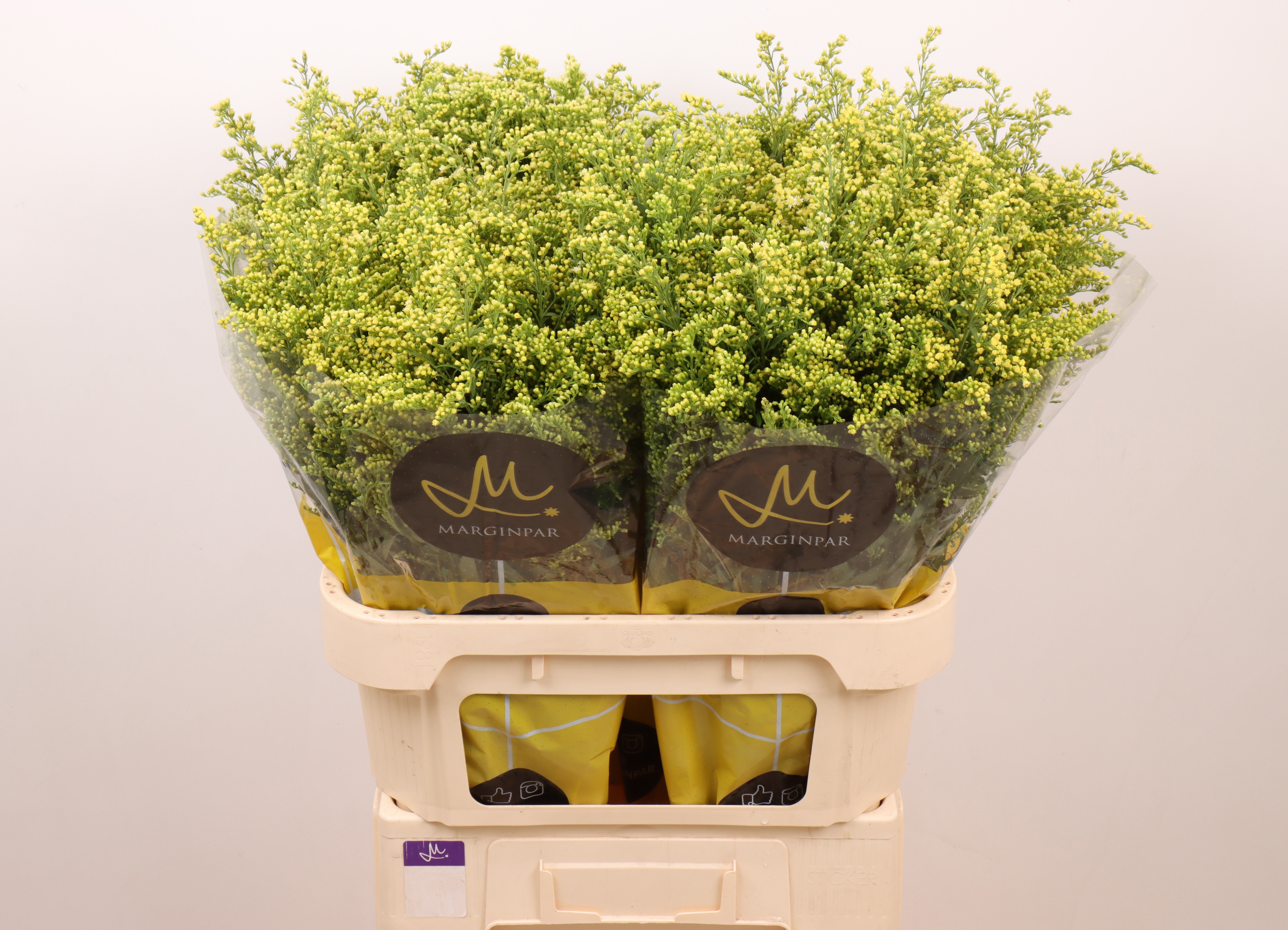 Soli Moonlight Glory 80cm 30gram