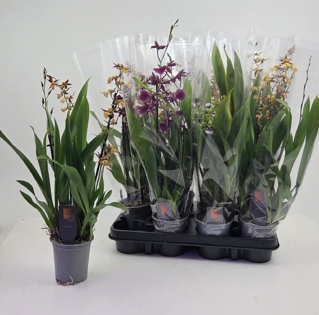Orchideeen Gem 9P 35H 3TAK