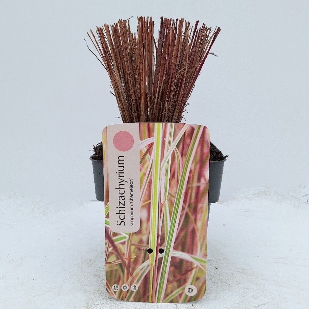 Schizachyrium scoparium 'Chameleon'