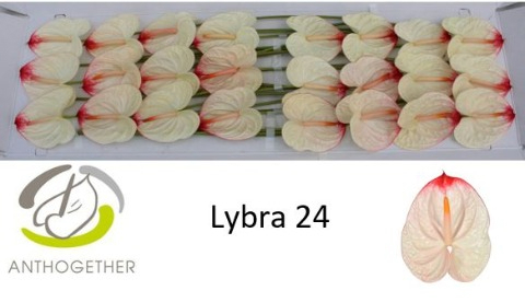 Anth A Lybra