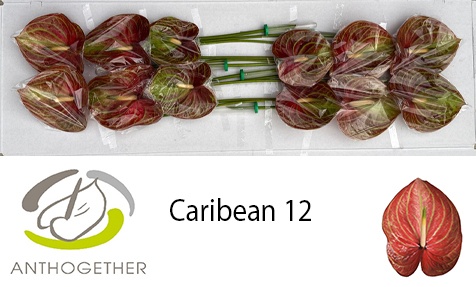 Anth A Caribean