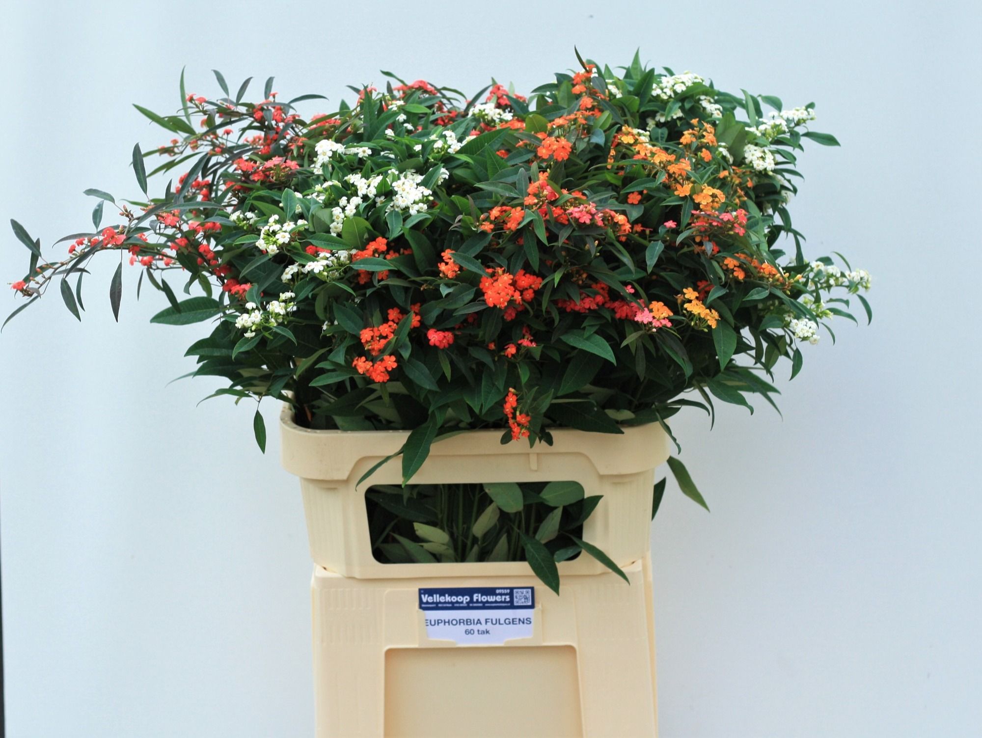 Euphorbia Spray Mixed 80cm