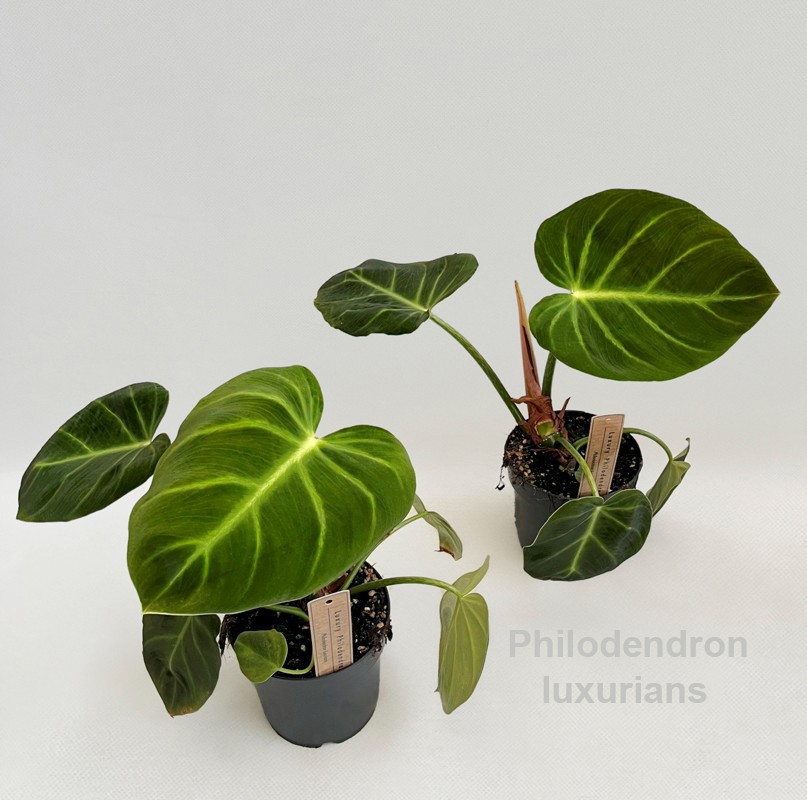 pandanus amaryllifolius plant Pandan Leaf Plant for Sale main image 0
