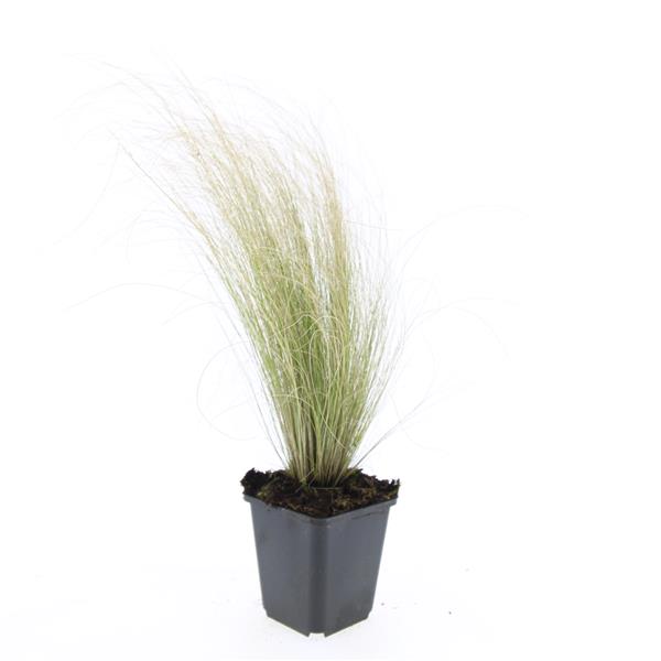 Picture of Stipa tenuissima Ponytails P9