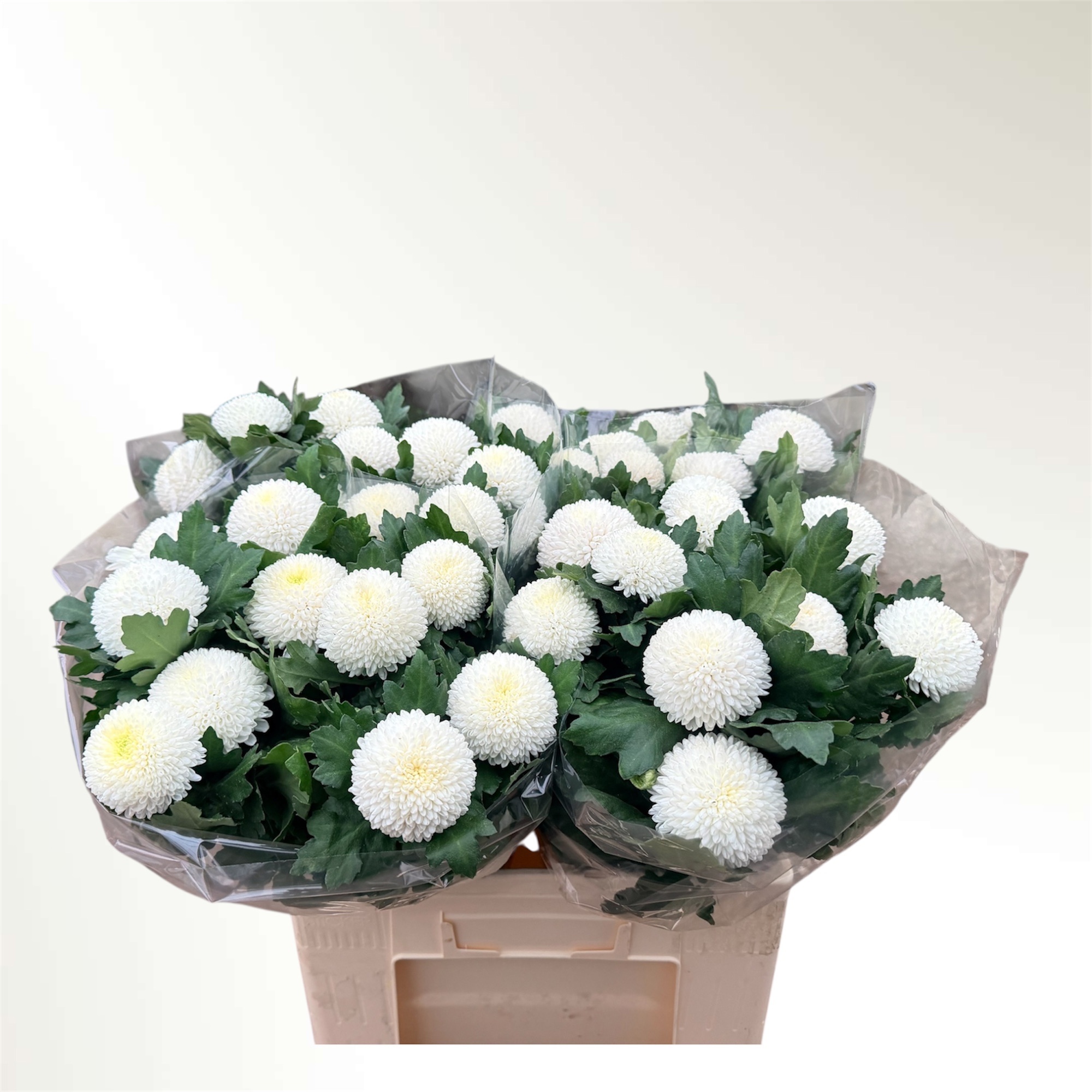 Chrysanthemum Single Boris Becker 60cm 40gram