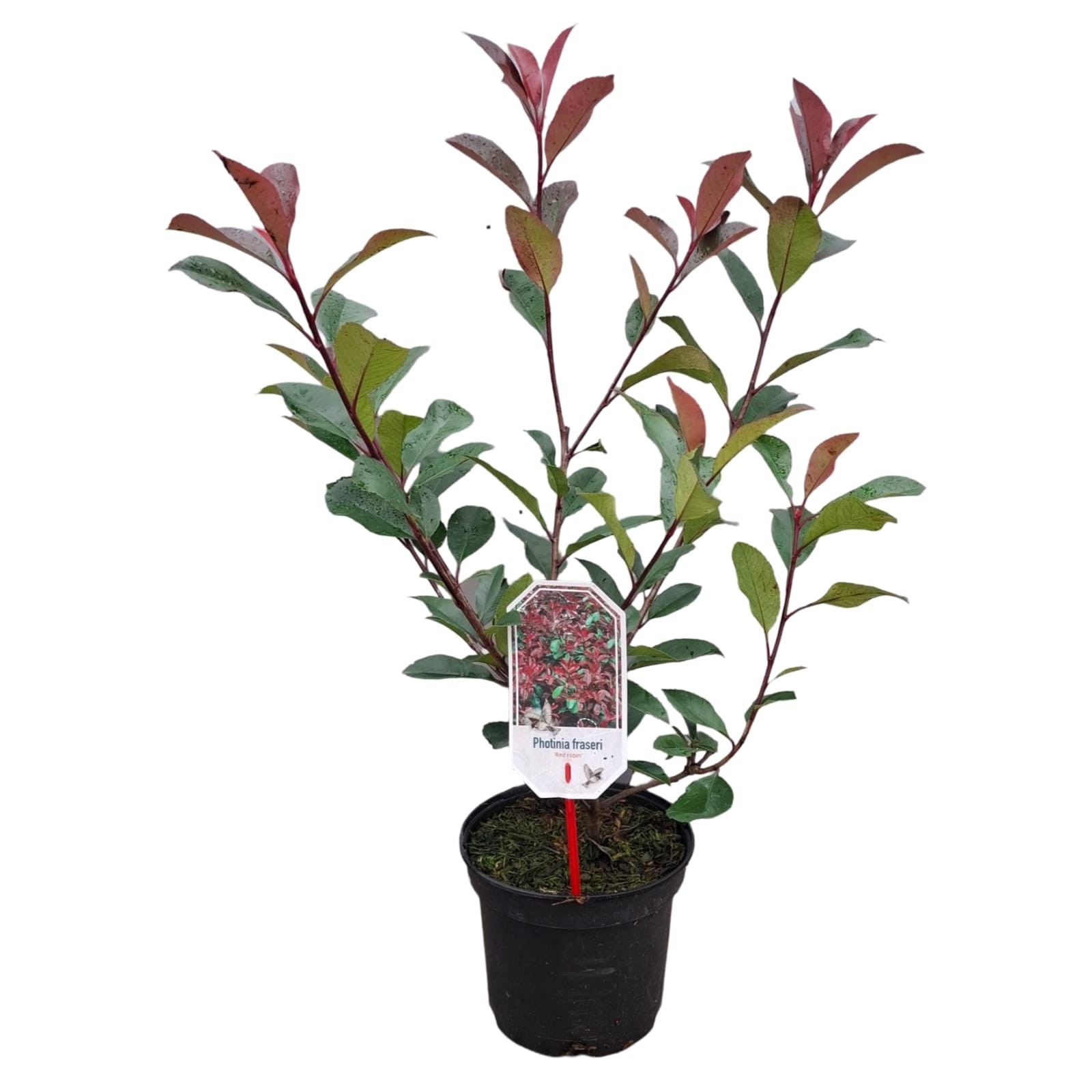 Picture of Photinia fraseri 'Red Robin'