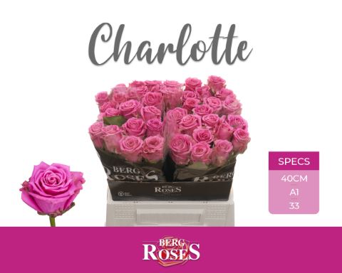 R Gr Tan Charlotte